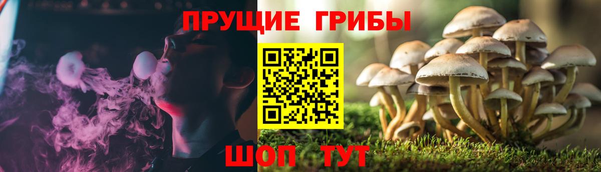 Псилоцибиновые грибы Psilocybe  Псилоцибиновые грибы GOLDEN TEACHER  Новый Уренгой  Вход с VPN 